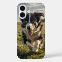 Border Collie Herding
