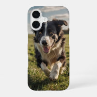 Border Collie Herding