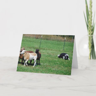 Border Collie Herding Sheep Note Card
