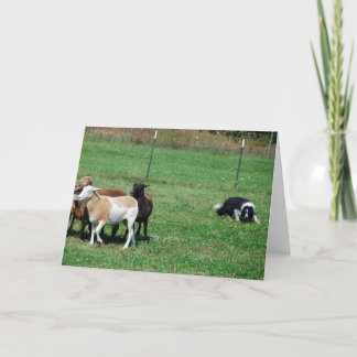 Border Collie Herding Sheep Note Card
