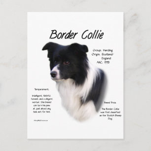 Border Collie History Design Postcard
