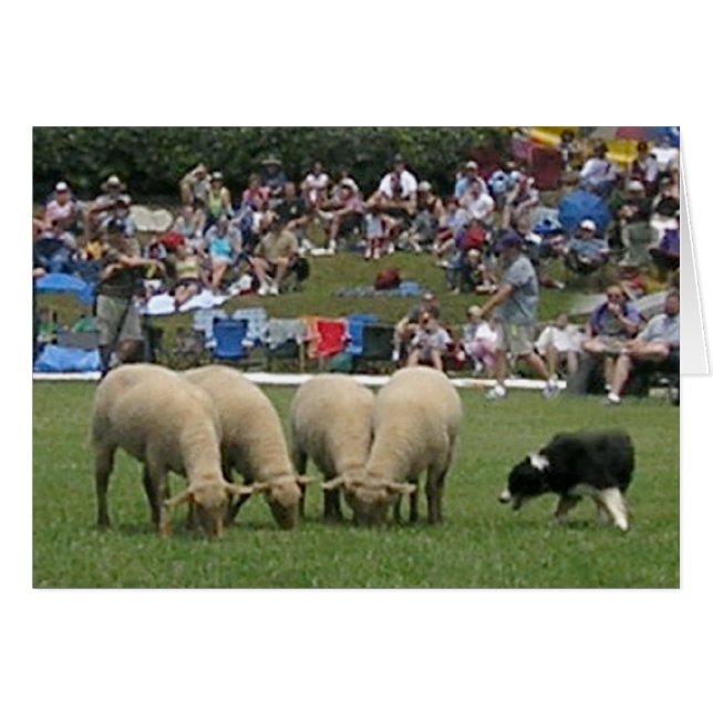 Border Collie in Action (Front Horizontal)