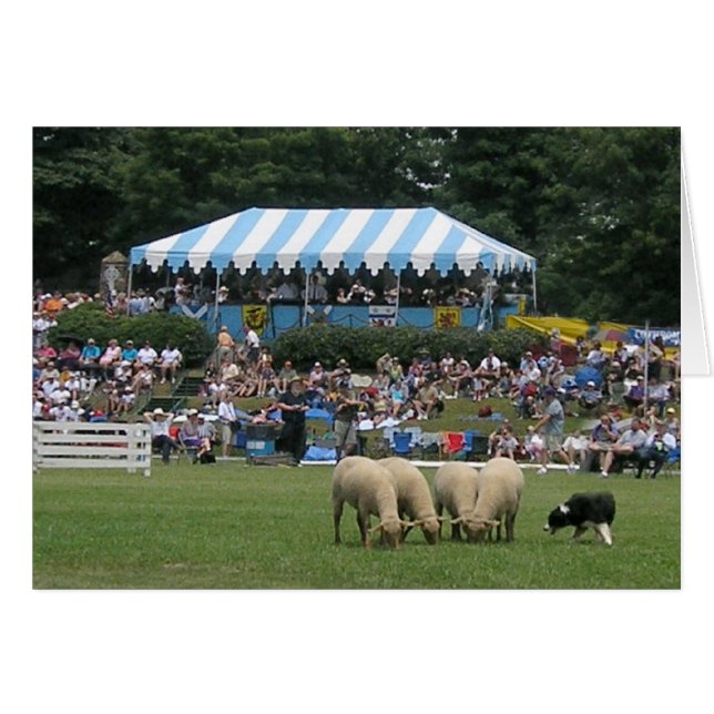 Border Collie in Action (Front Horizontal)