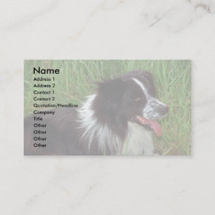 Border Collie in grass Business Card