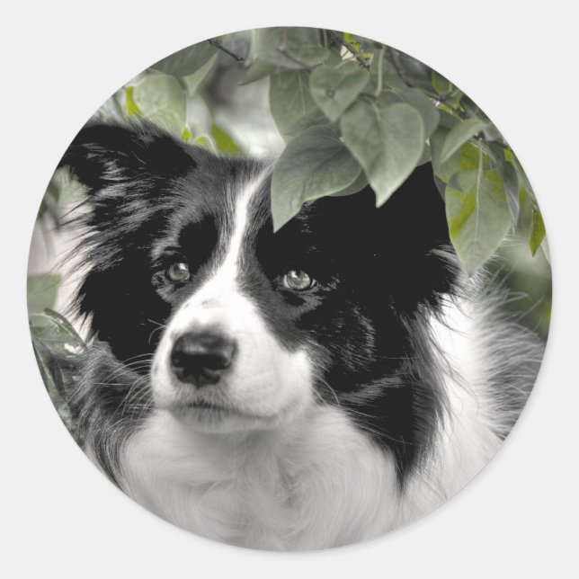 Border Collie in Green Leafy Woods Classic Round Sticker (Front)