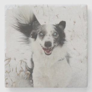 Border Collie in Montana snow. Stone Coaster