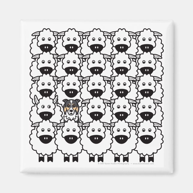 Border Collie in the Sheep Magnet (Front)