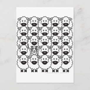 Border Collie in the Sheep Postcard