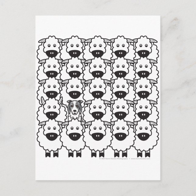Border Collie in the Sheep Postcard (Front)