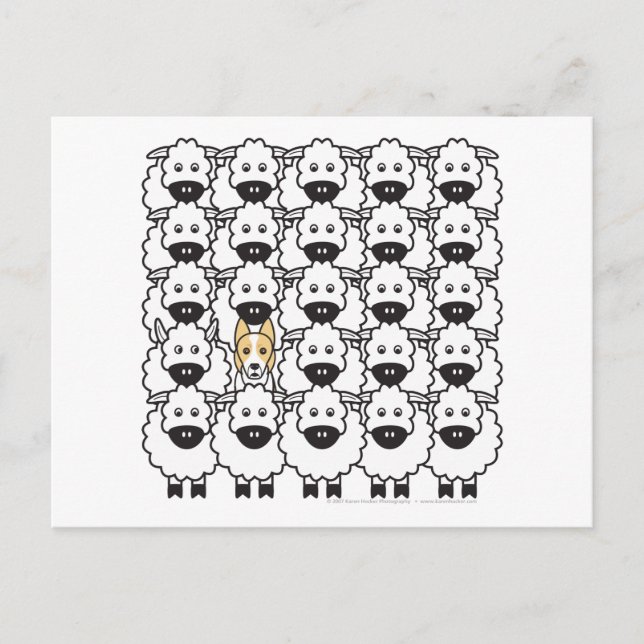 Border Collie in the Sheep Postcard (Front)