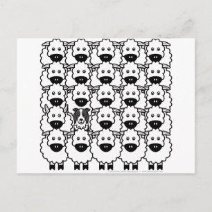 Border Collie in the Sheep Postcard