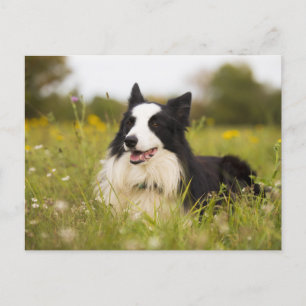 border collie in wildflowers postcard