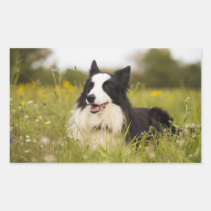 border collie in wildflowers rectangular sticker