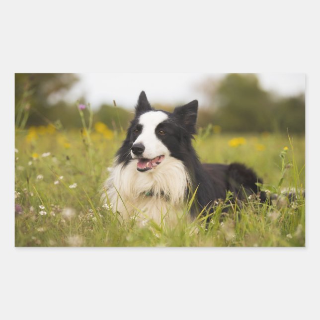 border collie in wildflowers rectangular sticker (Front)