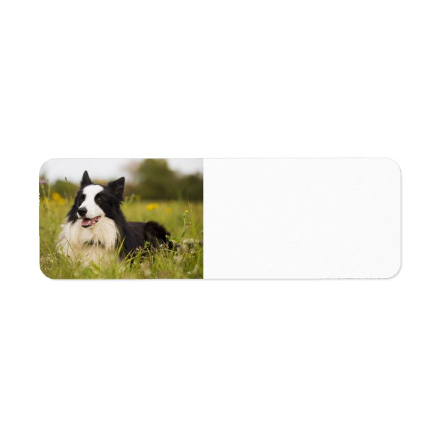 border collie in wildflowers return address label (Front)