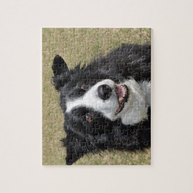 Border Collie Jigsaw Puzzle (Vertical)
