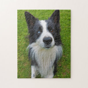 Border Collie Jigsaw Puzzle