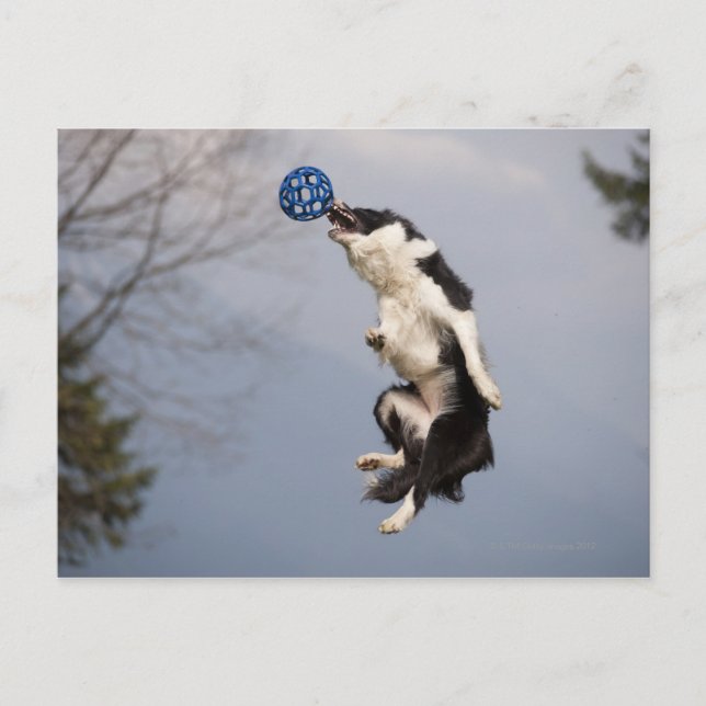 Border Collie just before catching the ball high Postcard (Front)