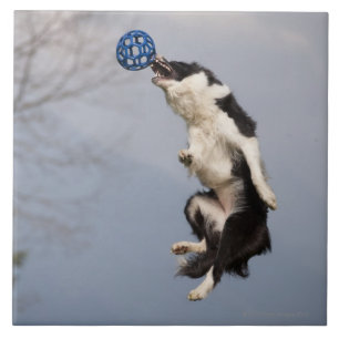 Border Collie just before catching the ball high Tile