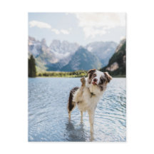 Border Collie Lake Adventure Mountain Dog Travel