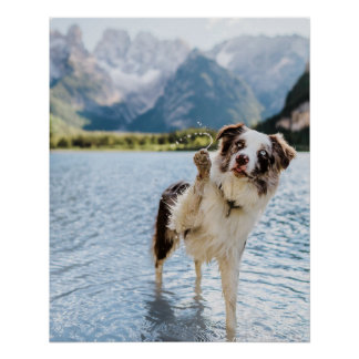 Border Collie Lake Adventure Mountain Dog Travel Poster