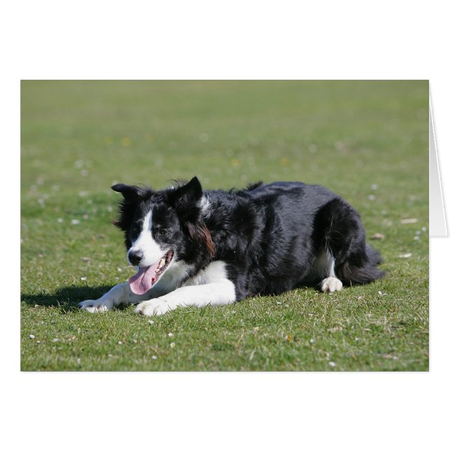 Border Collie Laying Down (Front Horizontal)