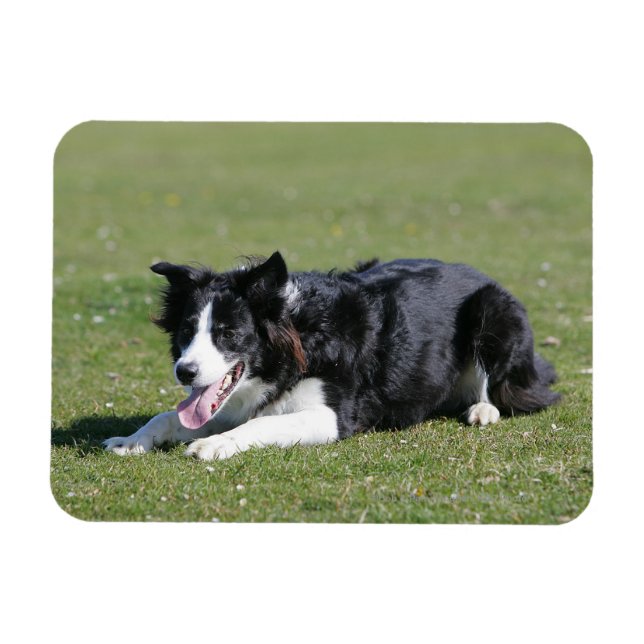 Border Collie Laying Down Magnet (Horizontal)