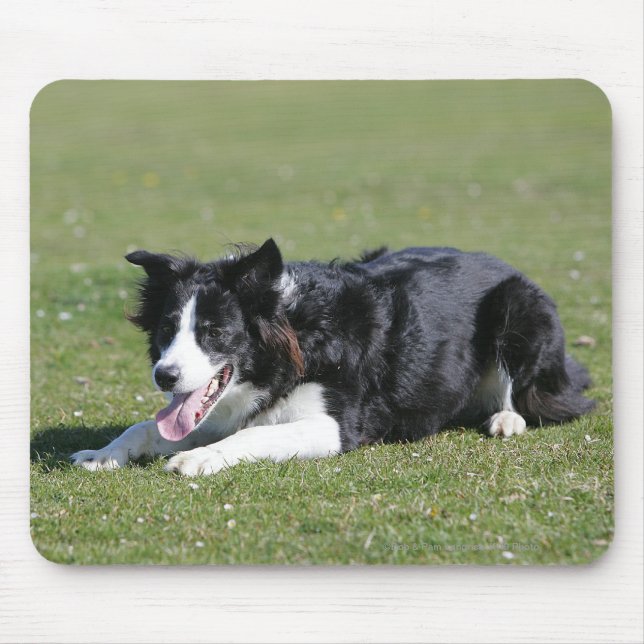 Border Collie Laying Down Mouse Pad (Front)