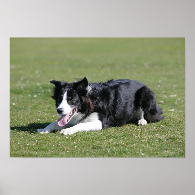 Border Collie Laying Down Poster (Front)