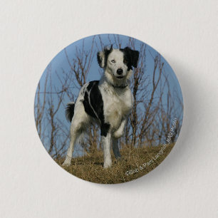 Border Collie Leg Raised 6 Cm Round Badge