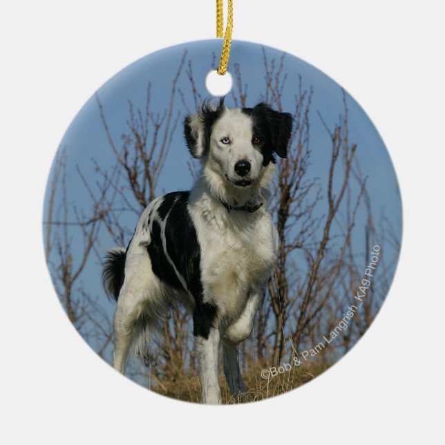 Border Collie Leg Raised Ceramic Tree Decoration (Front)