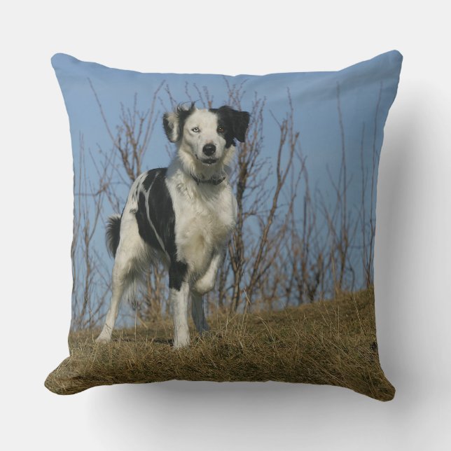 Border Collie Leg Raised Cushion (Front)