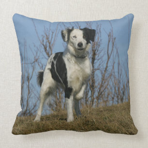 Border Collie Leg Raised Cushion