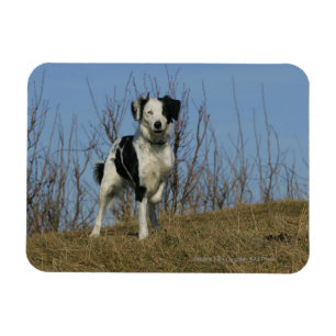 Border Collie Leg Raised Magnet