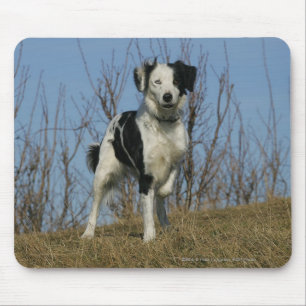 Border Collie Leg Raised Mouse Pad