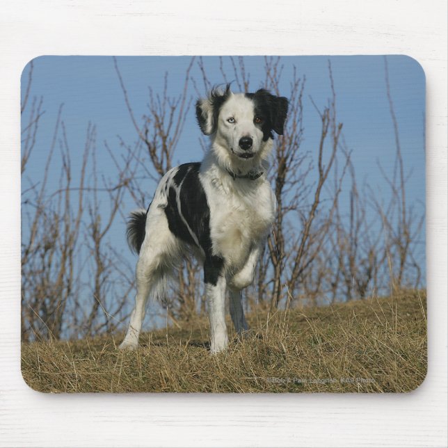Border Collie Leg Raised Mouse Pad (Front)