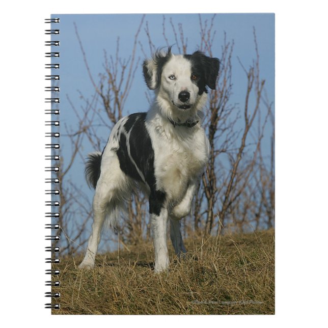 Border Collie Leg Raised Notebook (Front)