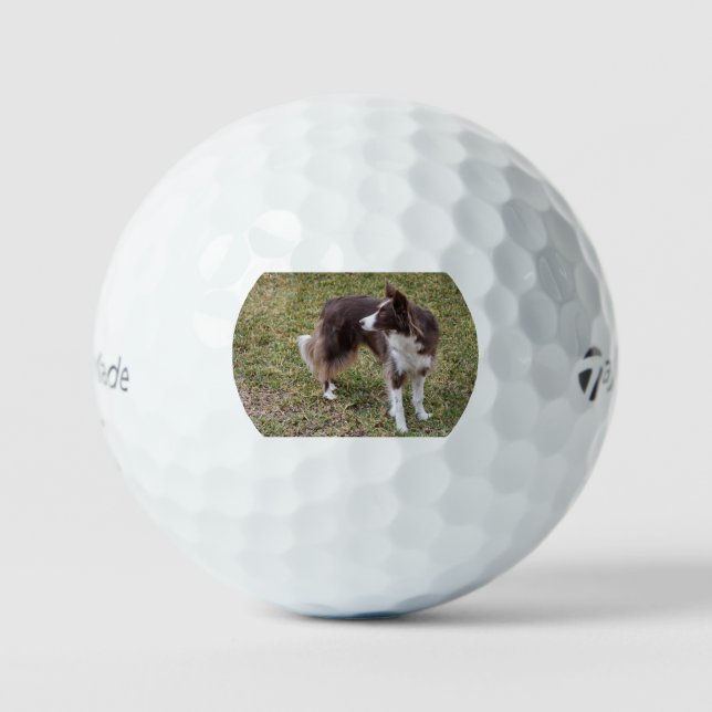 border collie looking back golf balls (Front)