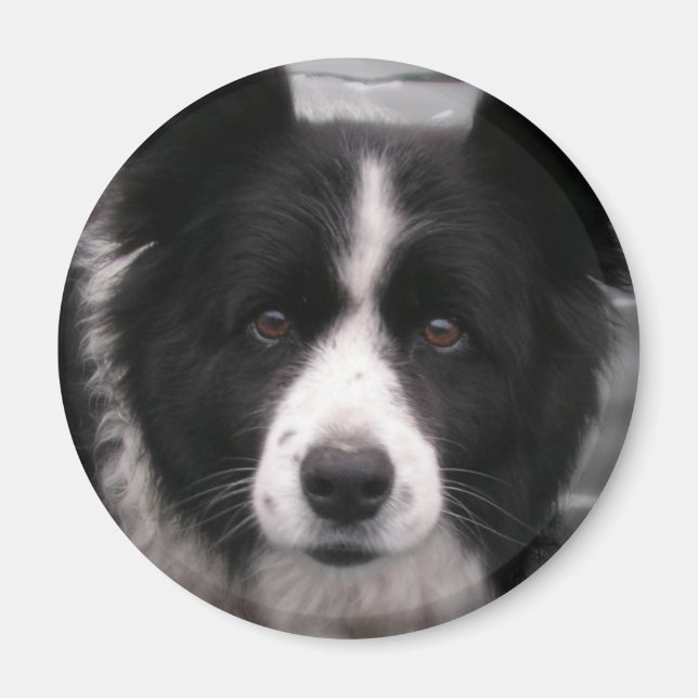 Border Collie Magnet (Front)