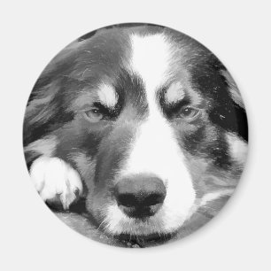 BORDER COLLIE MAGNET