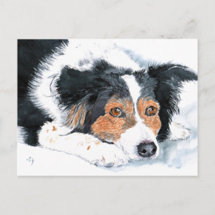 Border Collie Mattie Post Cards