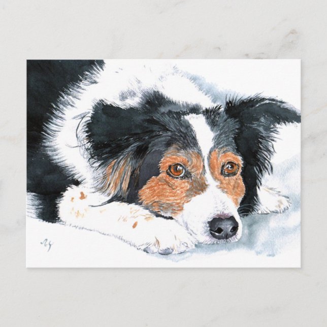 Border Collie Mattie Post Cards (Front)