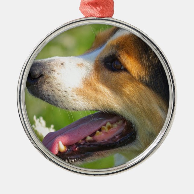 Border Collie Metal Ornament (Front)