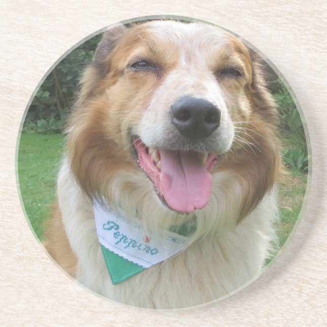 border collie mix coaster (Front)