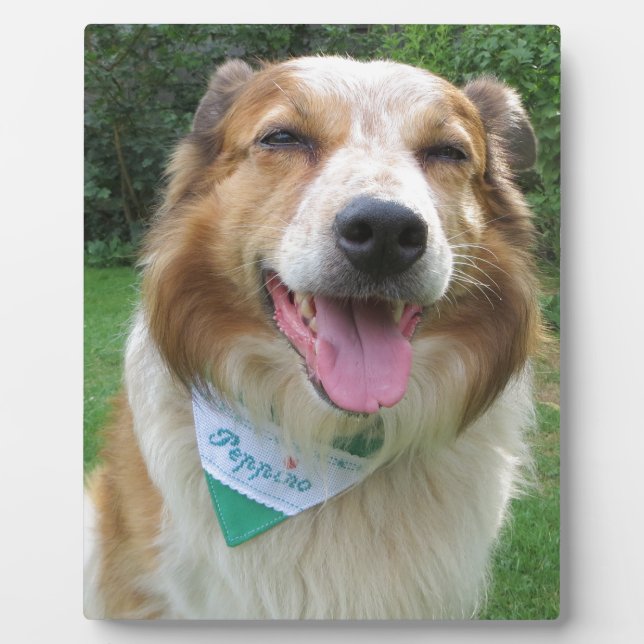 border collie mix plaque (Front)