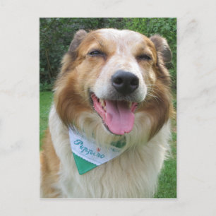 border collie mix postcard