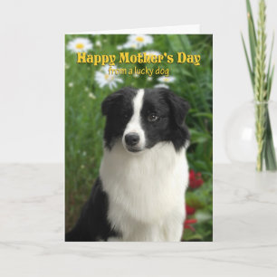 Border Collie Mother's Day Card