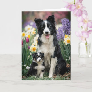 Border Collie Mum Mother’s Day Love Card