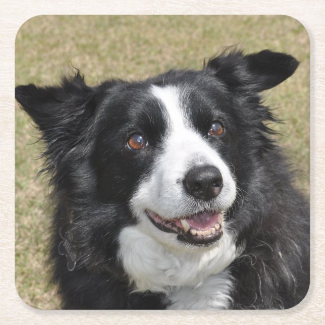 Border collie  napkins square paper coaster (Front)