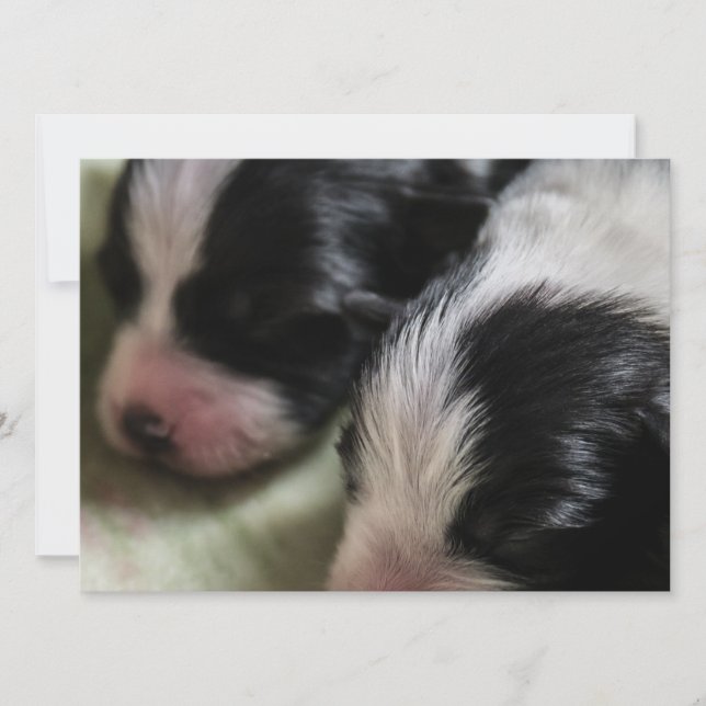 Border Collie Newborn Puppies Invitation (Front)